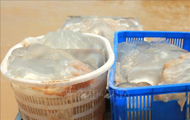 Sứa được vận chuyển mang đi tiêu thụ. Ảnh: Thanh Thuỷ - TTXVN