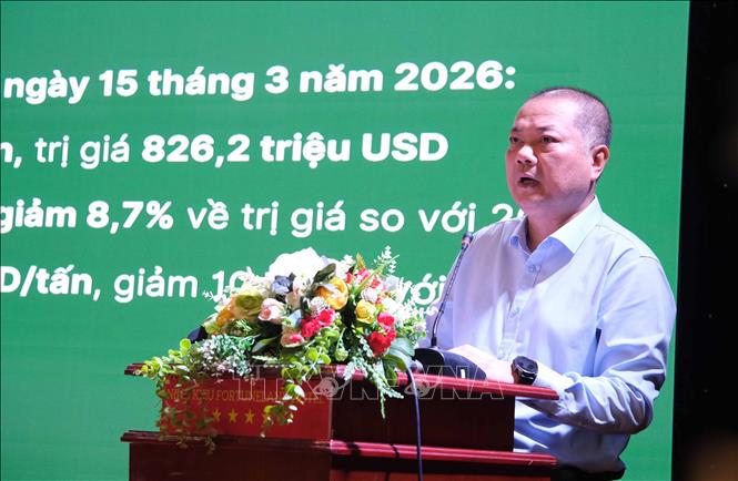Ông Nguyễn Anh Sơn, Cục trưởng Cục Xuất nhập khẩu (Bộ Công Thương) báo cáo kết quả xuất khẩu gạo 3 tháng đầu năm 2026 tại Hội nghị. Ảnh: Thanh Liêm - TTXVN