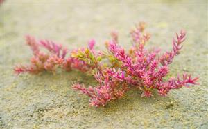 Vẻ đẹp của rau nhót phủ tím trên đồng muối rộng 20 ha thu hút du khách