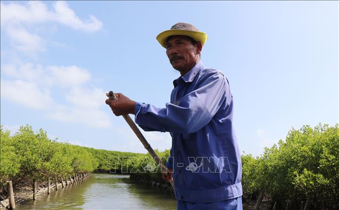 Thành viên Hợp tác xã du lịch cộng đồng Bàu Cá Cái chèo thuyền đưa du khách đi thăm quan rừng ngập mặn. Ảnh:Phạm Cường - TTXVN