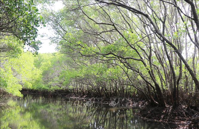 Quần thể cây cóc trắng già tạo không gian xanh mát đầm nước mặn Bàu Cá Cái. Ảnh:Phạm Cường - TTXVN