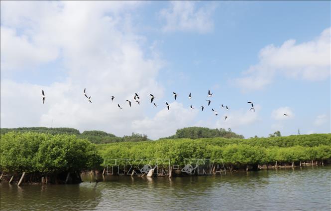 Từ khi được phục hồi, rừng ngập mặn mặn Bàu Cá Cái thu hút nhiều loài chim về làm tổ. Ảnh:Phạm Cường- TTXVN