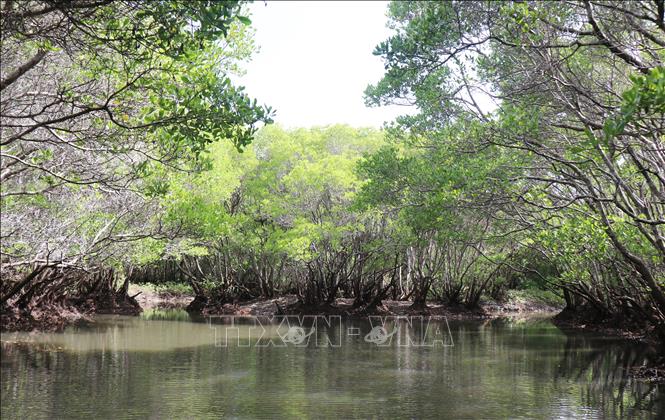 Quần thể cây cóc trắng già rừng ngập mặn Bàu Cá Cái. Ảnh:Phạm Cường - TTXVN