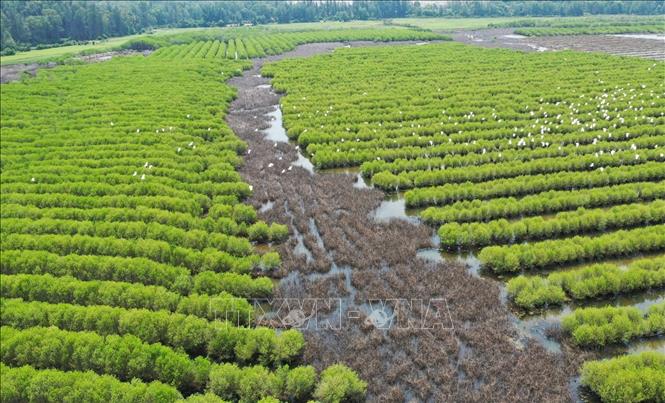 Rừng ngập mặn Bàu Cá Cái, thôn Thuận Phước, xã Vạn Tường rộng hơn 100ha với đặc hữu loài cây cóc trắng. Ảnh: TTXVN phát
