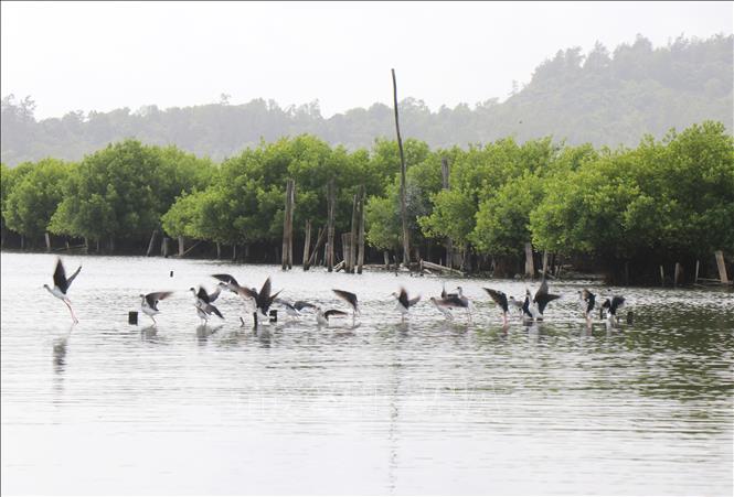 Rừng ngập mặn Bàu Cá Cái là ngôi nhà cho nhiều loài chim, sinh sống làm tổ. Ảnh: Phạm Cường - TTXVN