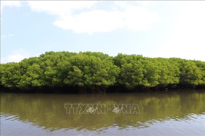 Rừng ngập mặn Bàu Cá Cái lá phổi xanh tạo môi sinh trong lành cho cộng đồng người dân trong khu vực. Ảnh: Phạm Cường - TTXVN