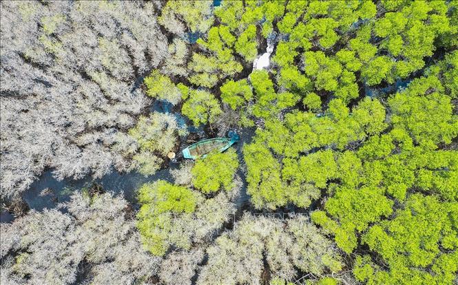 Cây cóc trắng rụng lá chuyển từ màu xanh, úa vàng sang một màu trắng xóa tạo khung cảnh nên thơ, hấp dẫn. Ảnh: TTXVN phát