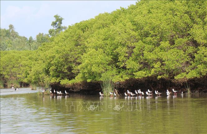 Rừng ngập mặn Bàu Cá Cái là ngôi nhà cho nhiều loài chim làm tổ. Ảnh:Phạm Cường - TTXVN