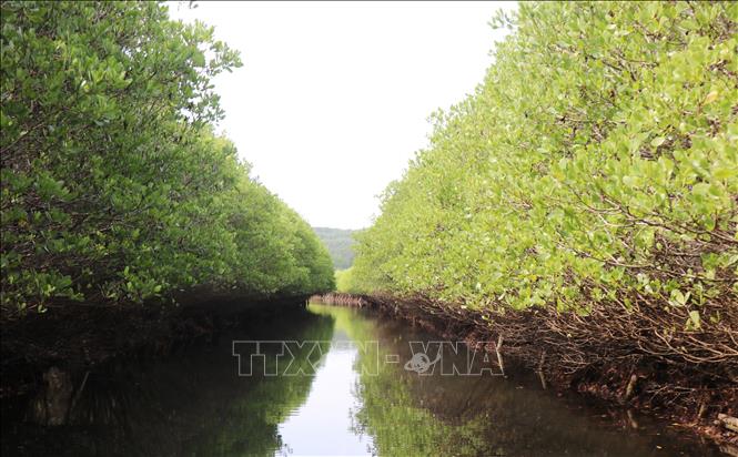 Bàu Cá Cái đóng vai trò quan trọng trong việc chắn gió, cát, là “lá phổi xanh” quý giá tạo môi sinh trong lành cho cộng đồng người dân trong khu vực. Ảnh: Phạm Cường - TTXVN
