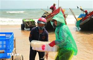 Quảng Trị: Sứa biển dồi dào, ngư dân 