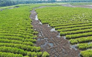 Quảng Ngãi: Rừng ngập mặn Bàu Cá Cái - “lá phổi xanh” hoang sơ hấp dẫn