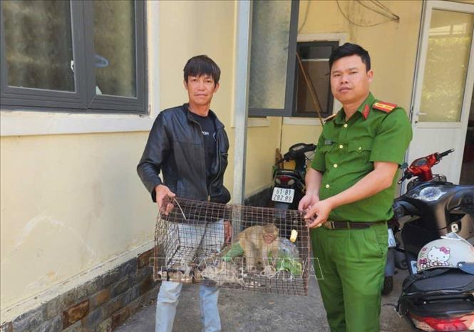 Ông Ngô Quảng Thời (trú tại đường Nguyên Tử Lực, phường Lâm Viên – Đà Lạt) giao nộp cá thể khỉ quý hiếm cho cán bộ Công an phường Lâm Viên – Đà Lạt. Ảnh: TTXVN phát