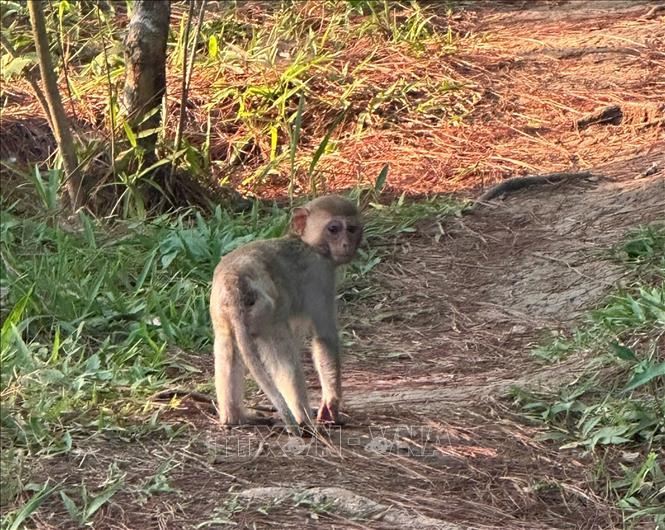 Ngay sau khi tiếp nhận, Công an phường Lâm Viên – Đà Lạt phối hợp với lực lượng chức năng thả cá thể khỉ nêu trên về rừng thông tự nhiên. Ảnh: TTXVN phát