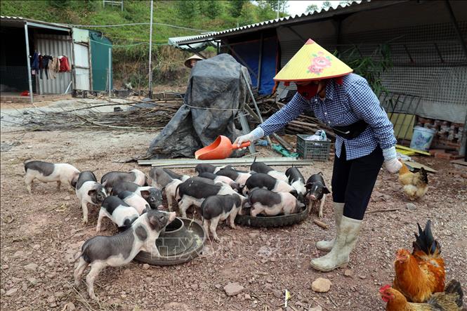 Mô hình nuôi lợn Móng Cái (một giống lợn bản địa) của chị Bùi Thị Mỹ Lệ, thôn Quảng Nghĩa 5, xã Hải Ninh (tỉnh Quảng Ninh) mang lại thu nhập cao. Ảnh: Đức Hiếu – TTXVN