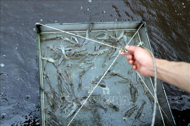 Mô hình nuôi tôm công nghiệp tại xã Hải Ninh (tỉnh Quảng Ninh) mang lại hiệu quả kinh tế cao. Ảnh: Đức Hiếu – TTXVN