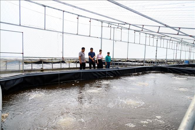 Mô hình nuôi tôm công nghiệp của gia đình anh Nguyễn Văn Nghĩa (hàng đầu bên trái), thôn Quảng Nghĩa 3, xã Hải Ninh (tỉnh Quảng Ninh) cho doanh thu 4-5 tỷ/năm. Ảnh: Đức Hiếu – TTXVN
