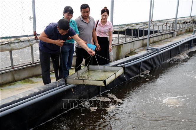 Mô hình nuôi tôm công nghiệp của gia đình anh Nguyễn Văn Nghĩa (thứ 2, phải sang), thôn Quảng Nghĩa 3, xã Hải Ninh (tỉnh Quảng Ninh) cho doanh thu 4-5 tỷ/năm. Ảnh: Đức Hiếu – TTXVN