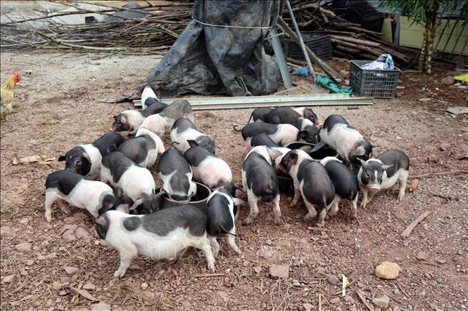 Mô hình nuôi lợn Móng Cái (một giống lợn bản địa) của chị Bùi Thị Mỹ Lệ, thôn Quảng Nghĩa 5, xã Hải Ninh (tỉnh Quảng Ninh) mang lại thu nhập cao. Ảnh: Đức Hiếu – TTXVN