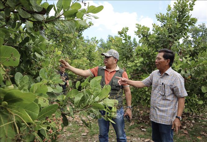 Ông Hoàng Văn Tần (phải), nông dân xã Long Hà, Đồng Nai, giới thiệu giống điều BP -102 cho năng suất cao với đại diện Hiệp hội Điều Việt Nam (Vinacas). Ảnh: Xuân Anh -TTXVN 