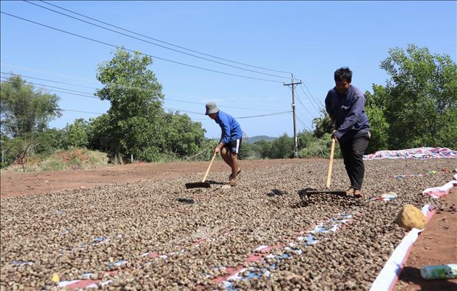 Nông dân  xã Phú Nghĩa, Đồng Nai phơi điều trước khi bán cho đại lý. Ảnh: Xuân Anh -TTXVN 