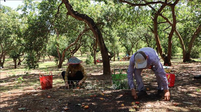 Vào vụ thu hoạch, các vườn điều lớn ở Đồng Nai huy động nhiều nhân công thu gom hạt. Ảnh: Xuân Anh -TTXVN 