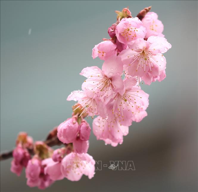 Trong tiết xuân tháng 3 và tháng 4, hoa anh đào bắt đầu khoe sắc ở nhiều quốc gia trên thế giới. Tiết trời se se lạnh, những cánh hoa mỏng manh đua nhau nở rộ, tạo ra khung cảnh vô cùng thơ mộng. Trong ảnh: Hoa anh đào khoe sắc tại Busan, Hàn Quốc. Ảnh; Yonhap/TTXVN