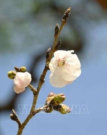 Trong tiết xuân tháng 3 và tháng 4, hoa anh đào bắt đầu khoe sắc ở nhiều quốc gia trên thế giới. Tiết trời se se lạnh, những cánh hoa mỏng manh đua nhau nở rộ, tạo ra khung cảnh vô cùng thơ mộng. Trong ảnh: Hoa anh đào khoe sắc tại Kochi, Nhật Bản. Ảnh: Kyodo/TTXVN