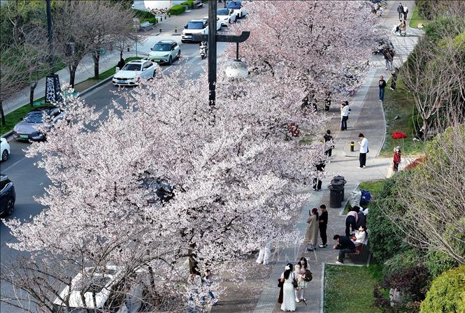Trong tiết xuân tháng 3 và tháng 4, hoa anh đào bắt đầu khoe sắc ở nhiều quốc gia trên thế giới. Tiết trời se se lạnh, những cánh hoa mỏng manh đua nhau nở rộ, tạo ra khung cảnh vô cùng thơ mộng. Trong ảnh: Hoa anh đào nở rộ tại Thiểm Tây, Trung Quốc. Ảnh: THX/TTXVN