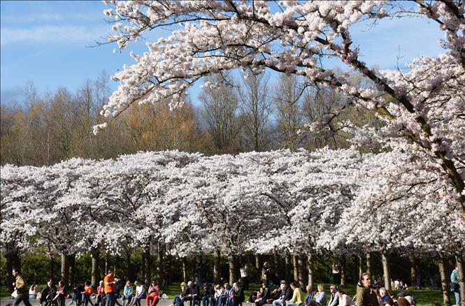 Trong tiết xuân tháng 3 và tháng 4, hoa anh đào bắt đầu khoe sắc ở nhiều quốc gia trên thế giới. Tiết trời se se lạnh, những cánh hoa mỏng manh đua nhau nở rộ, tạo ra khung cảnh vô cùng thơ mộng. Trong ảnh: Hoa anh đào nở rộ tại Amstelveen, Hà Lan. Ảnh: THX/TTXVN