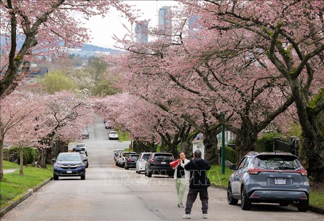 Trong tiết xuân tháng 3 và tháng 4, hoa anh đào bắt đầu khoe sắc ở nhiều quốc gia trên thế giới. Tiết trời se se lạnh, những cánh hoa mỏng manh đua nhau nở rộ, tạo ra khung cảnh vô cùng thơ mộng. Trong ảnh: Hoa anh đào nở rộ tại British Columbia, Canada. Ảnh: THX/TTXVN
