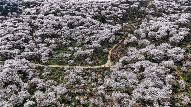 Trong tiết xuân tháng 3 và tháng 4, hoa anh đào bắt đầu khoe sắc ở nhiều quốc gia trên thế giới. Tiết trời se se lạnh, những cánh hoa mỏng manh đua nhau nở rộ, tạo ra khung cảnh vô cùng thơ mộng. Trong ảnh: Hoa anh đào khoe sắc tại Quý Châu, Trung Quốc. Ảnh: THX/TTXVN