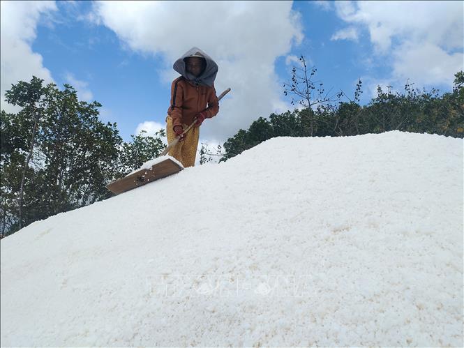 Sản xuất muối theo phương pháp trải bạt giúp tăng 30% sản lượng. Ảnh: Huỳnh Phúc Hậu - TTXVN