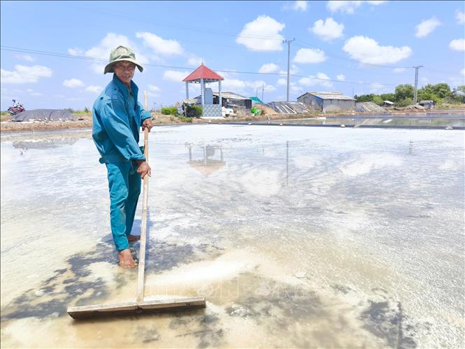 Ông Võ Văn Lực, xã Bảo Thạnh, tỉnh Vĩnh Long, gom muối trên khuôn đã được trải bạt. Ảnh: Huỳnh Phúc Hậu - TTXVN
