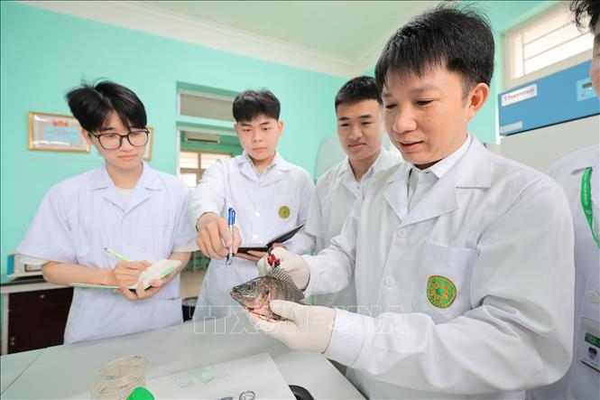 Giảng viên Khoa Thủy sản hướng dẫn sinh viên quan sát lâm sàng và chẩn đoán bệnh trên động vật thủy sản. Ảnh: Lê Đông - TTXVN
