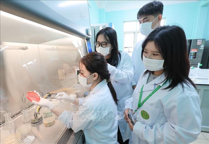 Sinh viên Khoa Thủy sản thực hành nuôi cấy và phân lập tác nhân gây bệnh trên động vật thuỷ sản. Ảnh: Lê Đông - TTXVN
