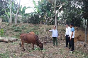 Tuyên Quang: Hỗ trợ sinh kế giúp giảm nghèo hiệu quả