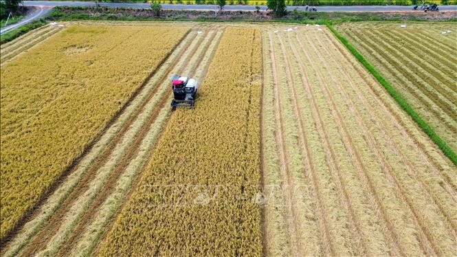 Máy gặt đập liên hợp hoạt động liên tục, giúp nông dân đẩy nhanh tiến độ thu hoạch. Ảnh: Giang Phương - TTXVN