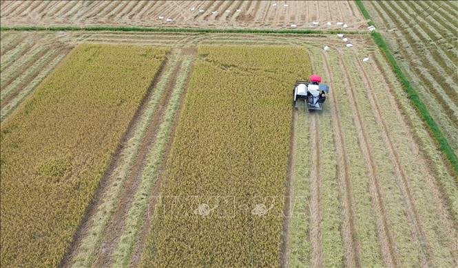 Vụ Đông Xuân 2025–2026, Tây Ninh có tổng diện tích lúa gieo trồng 276.750 ha, nông dân bước vào thu hoạch với kỳ vọng mùa vụ bội thu. Ảnh: Giang Phương - TTXVN