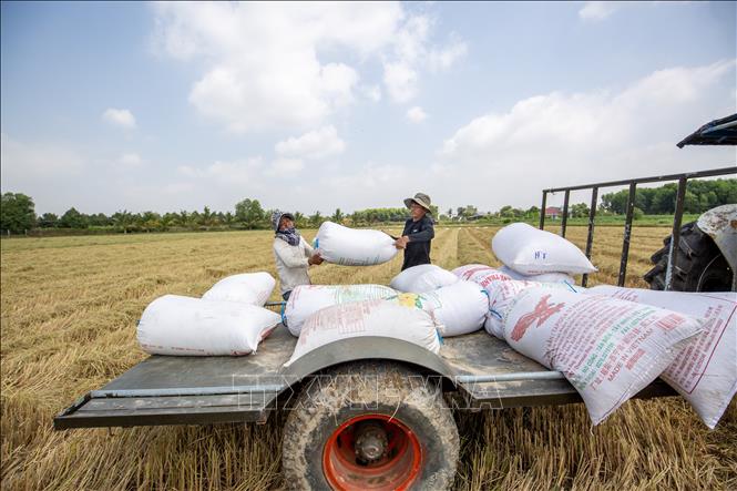 Nông dân vận chuyển lúa sau thu hoạch về điểm tập kết, chuẩn bị tiêu thụ. Ảnh: Giang Phương - TTXVN