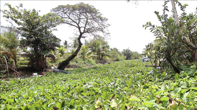 Mùa khô, các tuyến sông cạn nước tạo điều kiện cho lục bình sinh sôi, phát triển mạnh, gây cản trở cho việc lưu thông đường thủy. Ảnh: Chanh Đa-TTXVN