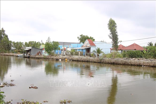 Tuyến khu dân cư ven sông của xã Phước Long (tỉnh Cà Mau) được gia cố chắc chắn bằng cừ tràm, chủ động phòng tránh sạt lở và sụt lún mùa khô 2026. Ảnh: Chanh Đa-TTXVN