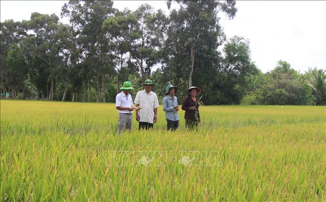Nhờ sự chủ động từ sớm từ xa, các trà lúa vụ Đông Xuân của người dân tại các địa phương trên địa bàn tỉnh Cà Mau vẫn phát triển thuận lợi. Ảnh: Chanh Đa-TTXVN