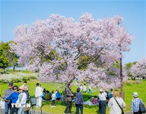 Hoa anh đào bắt đầu nở rộ tại thủ đô Tokyo, Nhật Bản