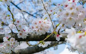 Ngắm hoa anh đào bắt đầu nở rộ tại thủ đô Tokyo, Nhật Bản