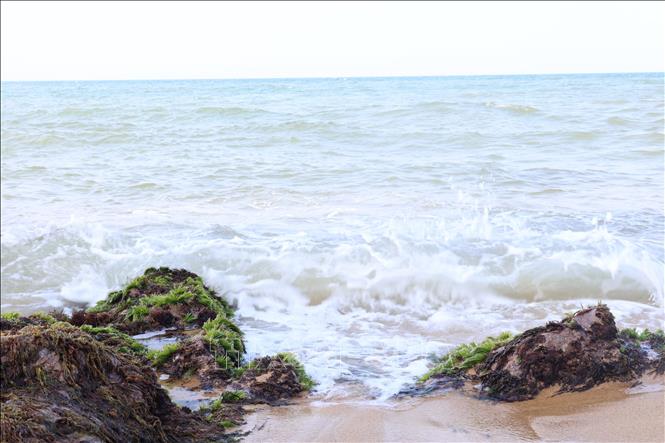 Green moss covers rocks on Ham Rong beach. VNA Photo: Hải Âu