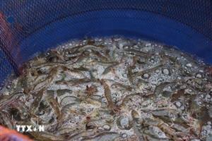 An Giang: Giá thủy sản tăng mang về thu nhập khá cho nông dân