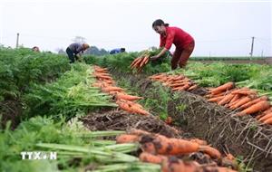 Hải Phòng mở rộng thị trường cho sản phẩm cà rốt - nông sản xuất khẩu chủ lực