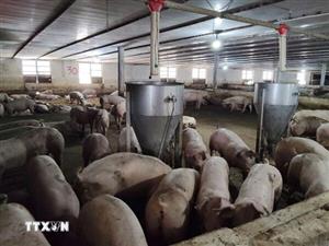 Ngành chăn nuôi tự chủ nguyên liệu, ứng phó biến động toàn cầu