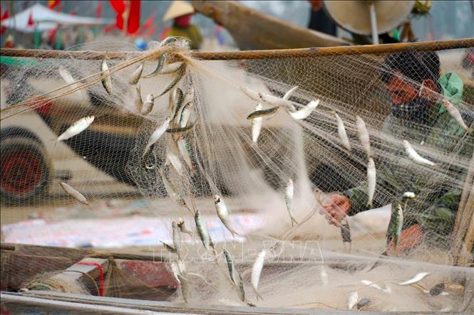 Hiện đang vào mùa đánh bắt cá trích. Ảnh: Hữu Quyết - TTXVN