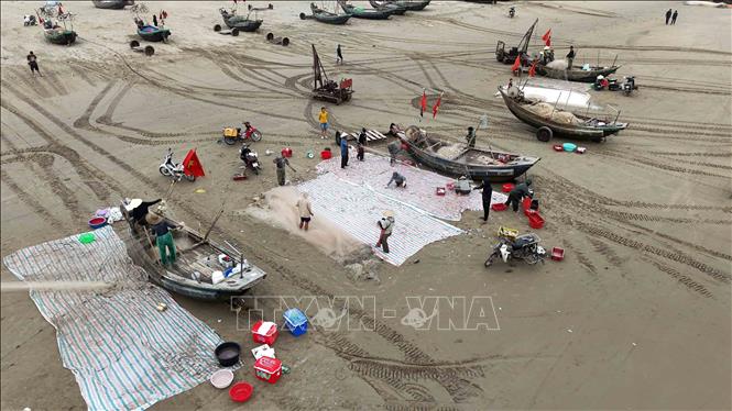 Những mẻ lưới đầy cá trích  được ngư dân tại thôn Hải Lợi, xã Tiên Điền gỡ xuống ngay khi thuyền cập bờ. Ảnh: Hữu Quyết – TTXVN